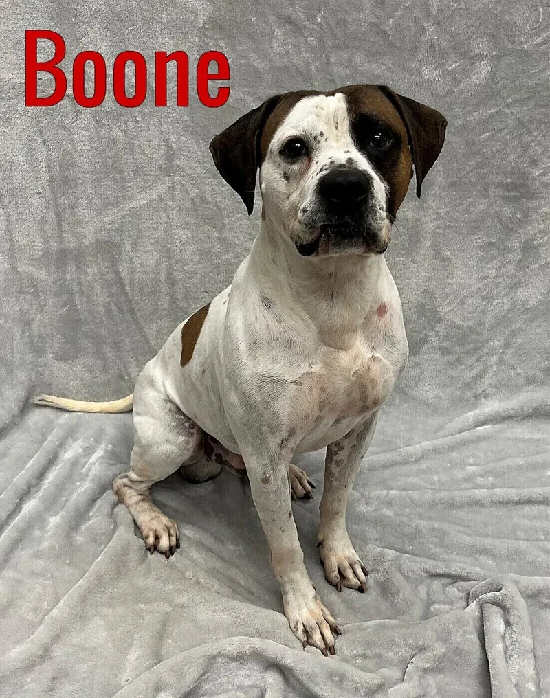 An adult medium-sized male White / Cream Hound dog named Boone for adoption in Pleasantville, NJ