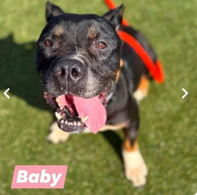 An adult medium-sized female Pit Bull Terrier dog named Baby for adoption in Newfoundland, NJ
