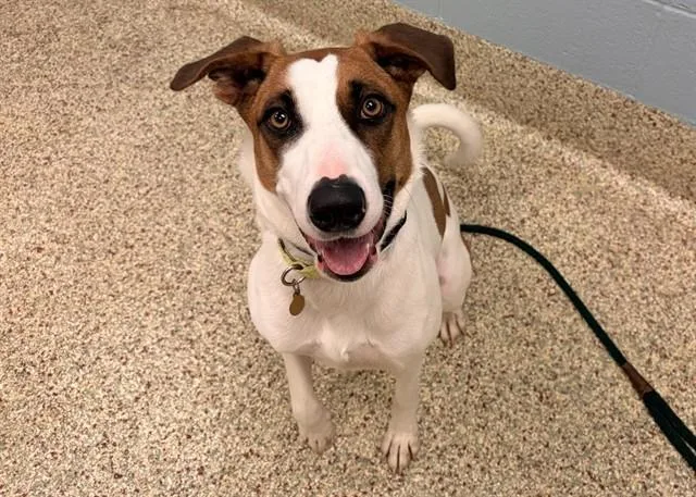 A young medium-sized female Australian Cattle Dog / Blue Heeler dog named Honey for adoption in Colorado Springs, CO