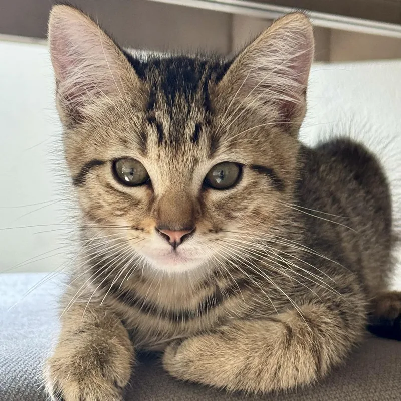 A baby small-sized male Domestic Medium Hair cat named Oahu for adoption in Woodinville, WA