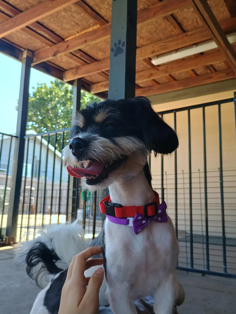 An adult small-sized male Tricolor (Brown, Black, & White) Shih Tzu dog named Izzy for adoption in Plano, TX
