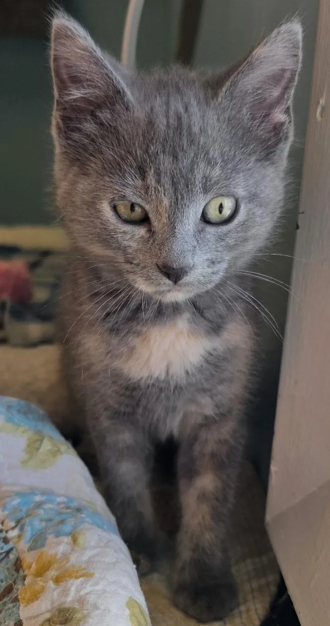 A young small-sized female Dilute Tortoiseshell cat named Yelena for adoption in Washburn, WI