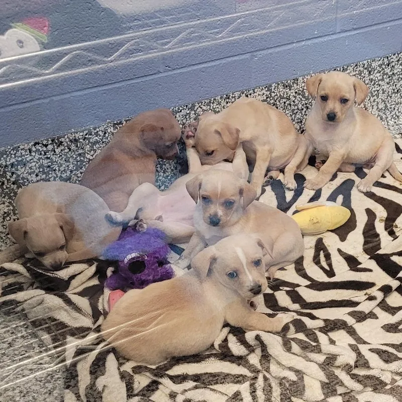 A baby small-sized female Yellow / Tan / Blond / Fawn Chihuahua dog named Mercury for adoption in Madisonville, TN