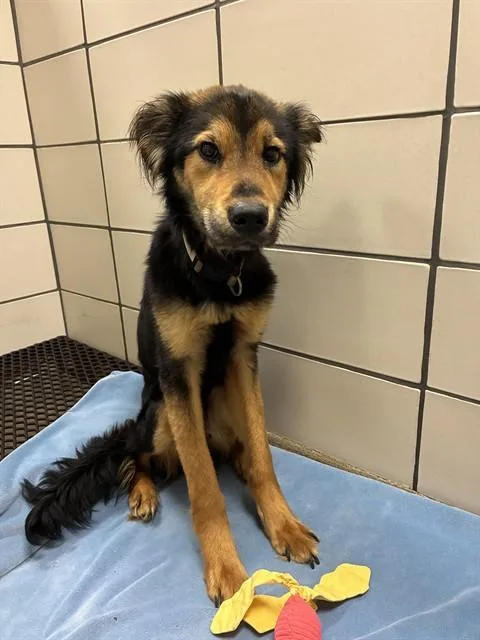 A young small-sized male English Shepherd dog named Spades for adoption in Fort Wayne, IN