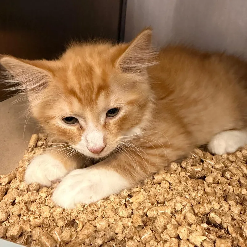 A baby small-sized male Domestic Short Hair cat named Long Johns for adoption in Perkiomenville, PA