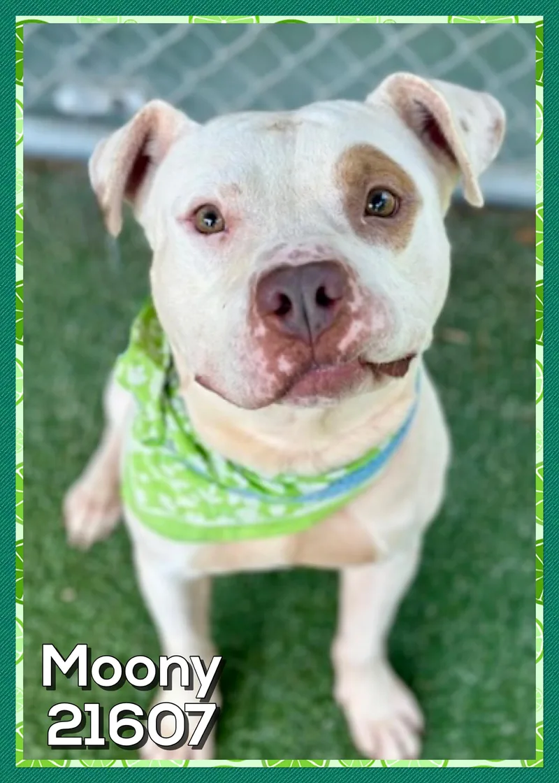 Moony