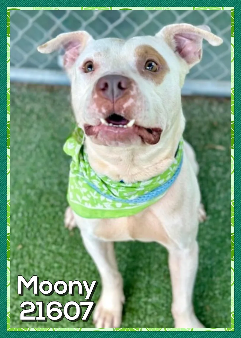 Moony thumbnail 2