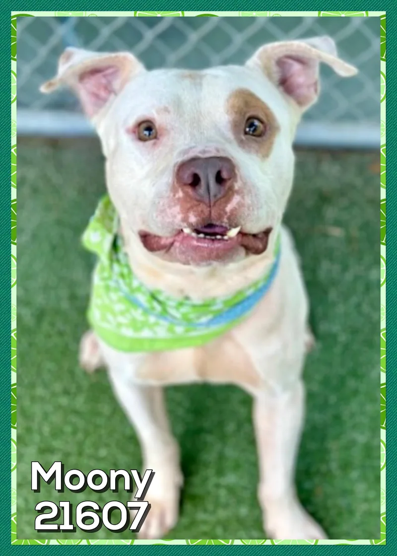 Moony thumbnail 3