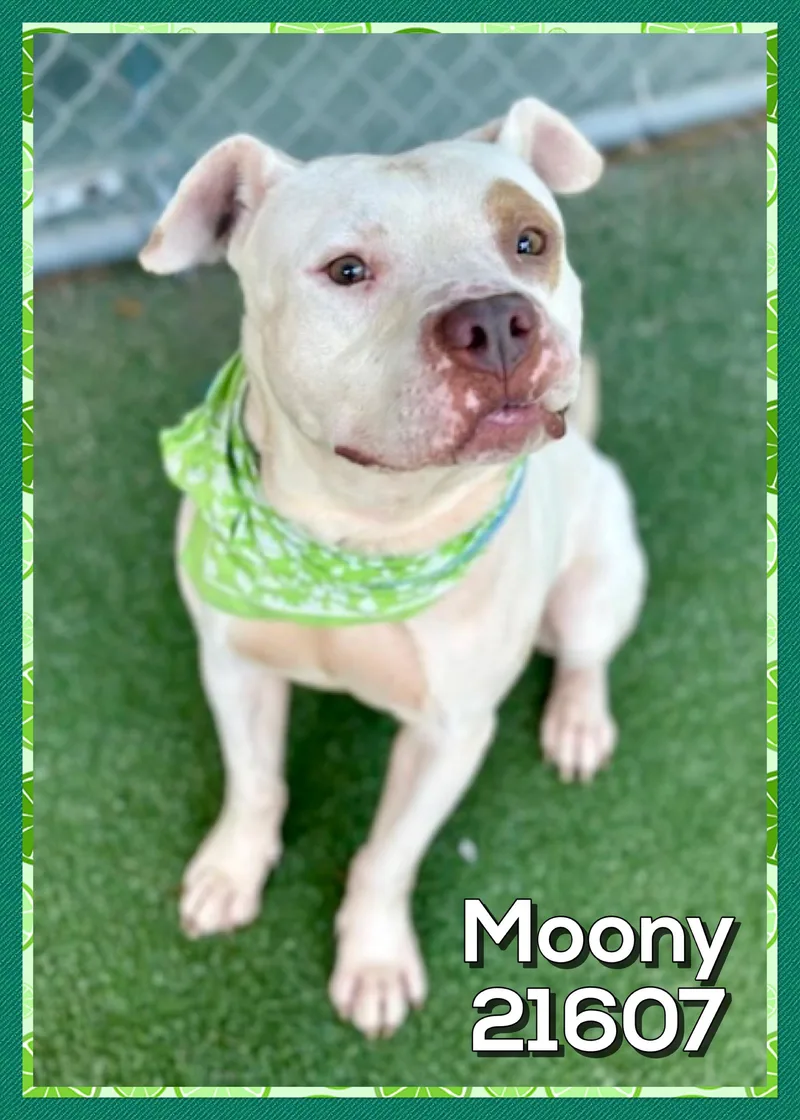 Moony thumbnail 4