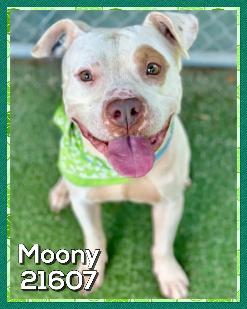 Moony thumbnail 6
