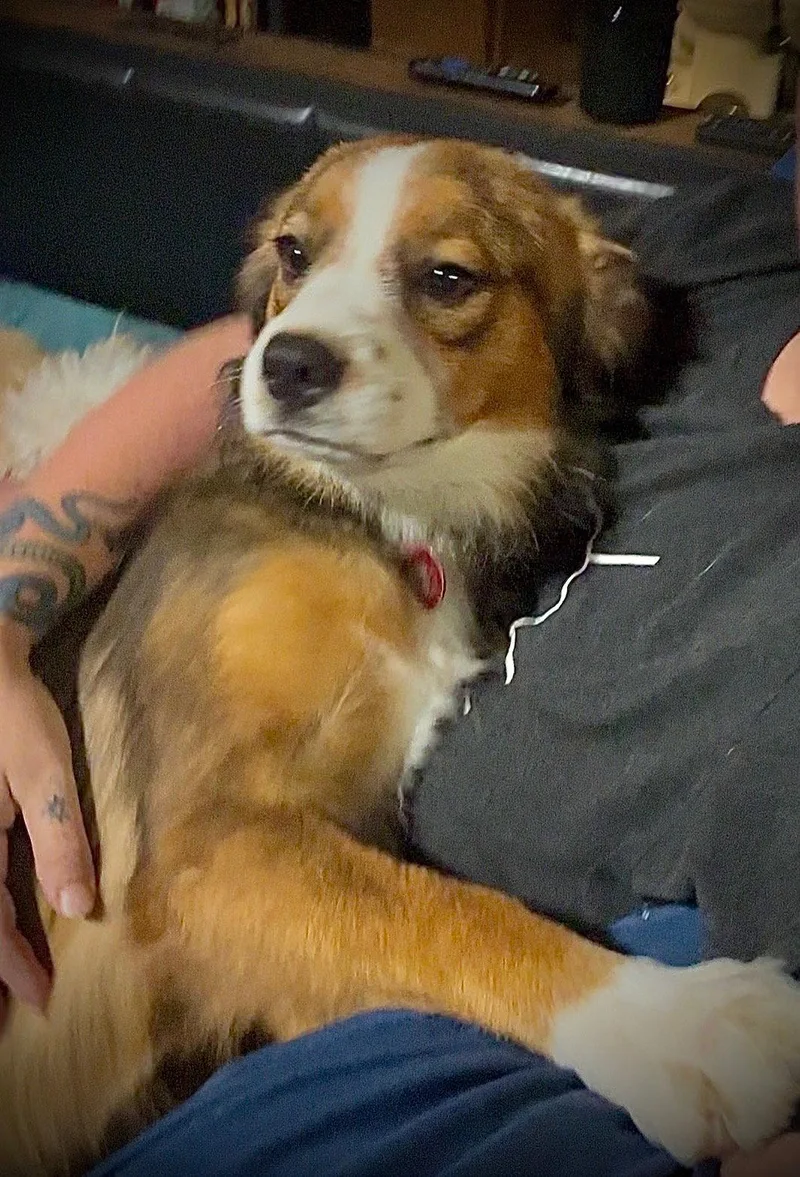 Gidget