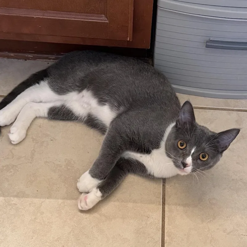 A baby medium-sized female Gray / Blue / Silver Domestic Short Hair cat named Lacie for adoption in Jacksonville, FL