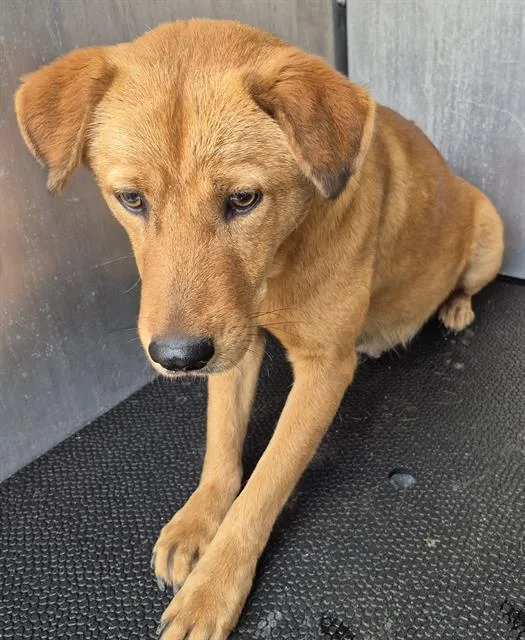A young medium-sized female Labrador Retriever dog named Penny Lane for adoption in San Antonio, TX
