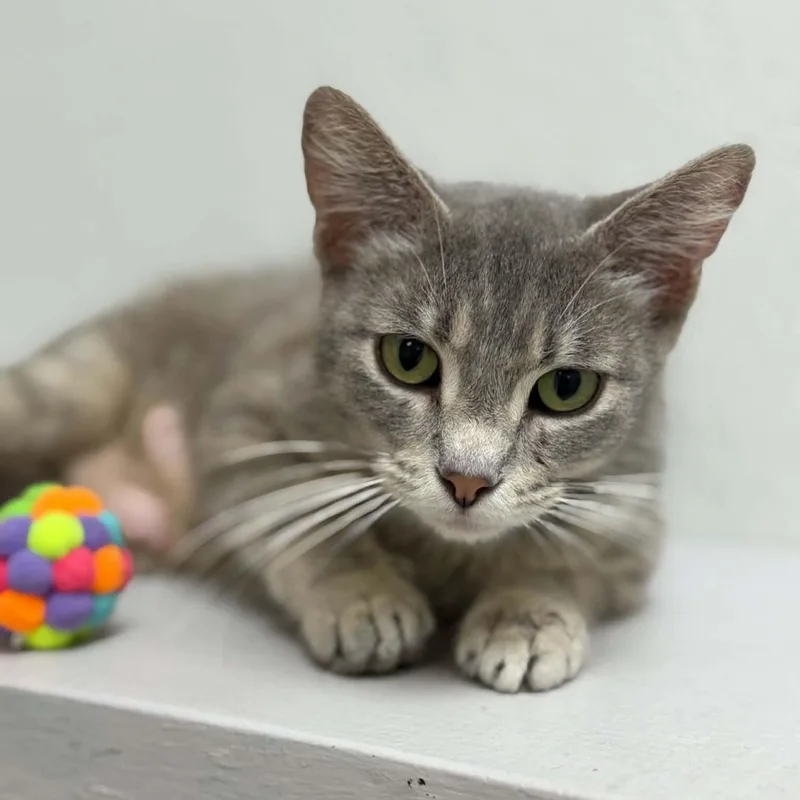 An adult medium-sized female Tabby (Gray / Blue / Silver) Domestic Short Hair cat named Mermaid for adoption in Martinsville, IN