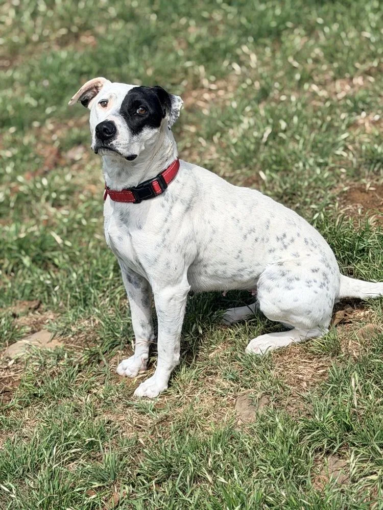 An adult medium-sized female Tricolor (Brown, Black, & White) Australian Cattle Dog / Blue Heeler dog named Molly for adoption in Tulsa, OK