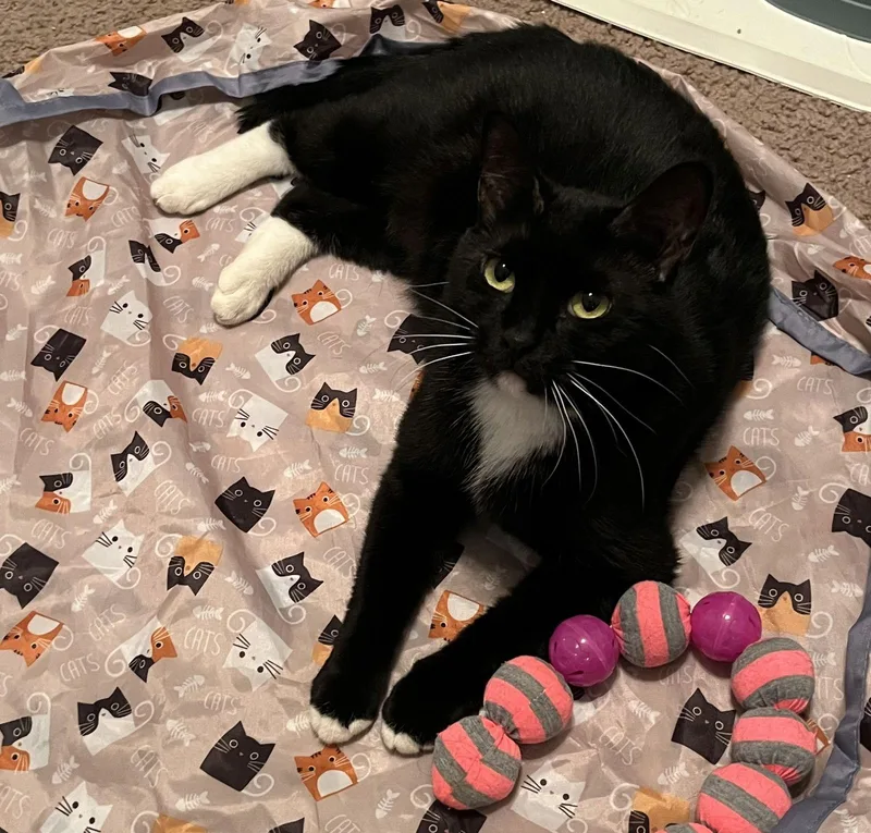 Michimichi Cravesattention&affection thumbnail 2