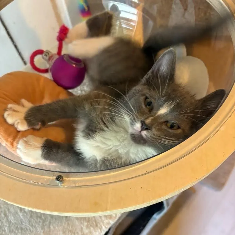A baby medium-sized female Gray & White Domestic Short Hair cat named Jazz for adoption in Lauderhill, FL