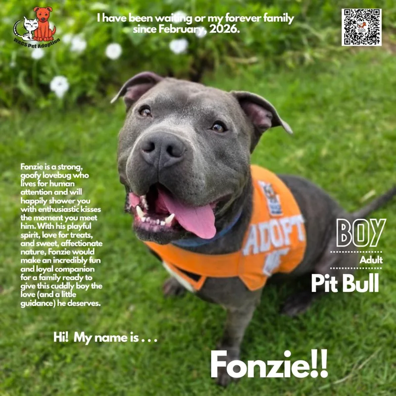 An adult medium-sized male Gray / Blue / Silver Pit Bull Terrier dog named Fonzie for adoption in Westminster, CA