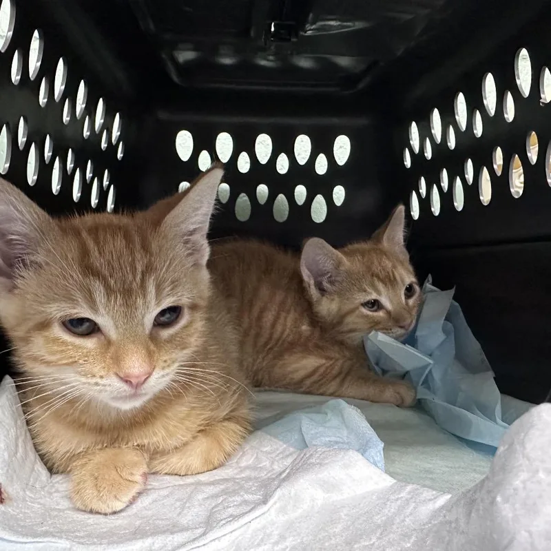 A baby small-sized male Orange / Red Domestic Short Hair cat named Pickles for adoption in Marion, IL