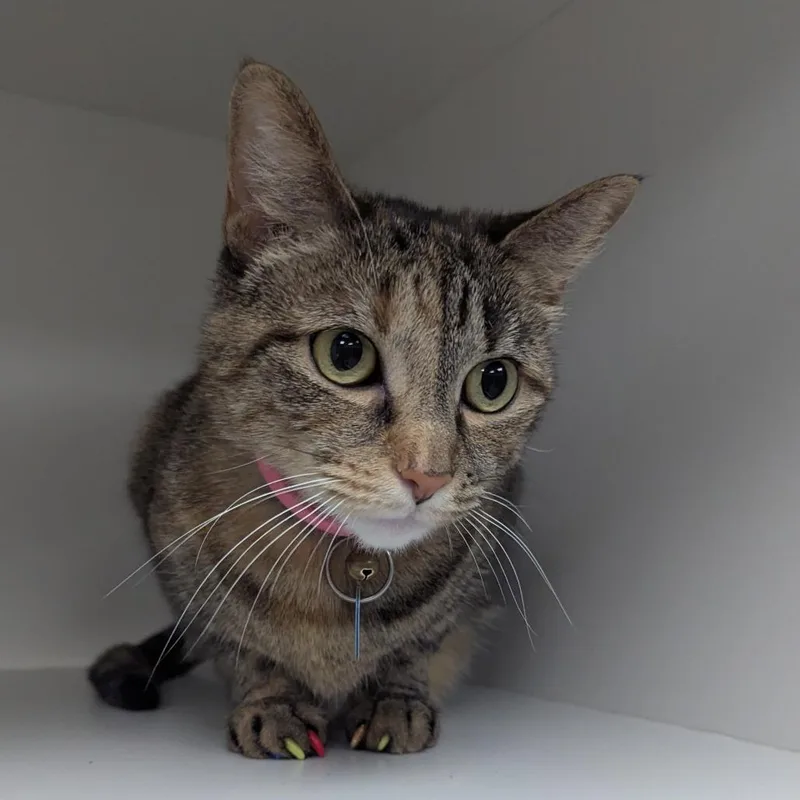 An adult small-sized female Torbie Domestic Short Hair cat named Sidney for adoption in Jeffersonville, IN