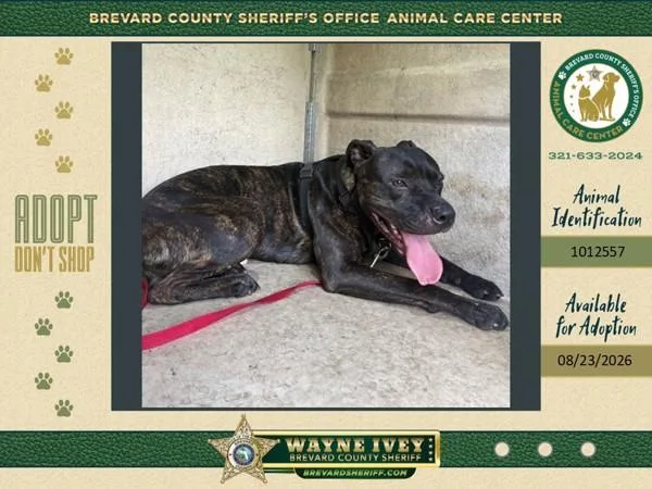 An adult large-sized male Mixed Breed dog named Canon for adoption in Melbourne, FL