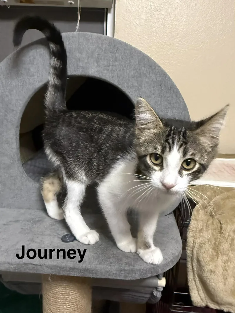 A baby medium-sized female Tabby (Gray / Blue / Silver) Tabby cat named Journey for adoption in Oakley, CA