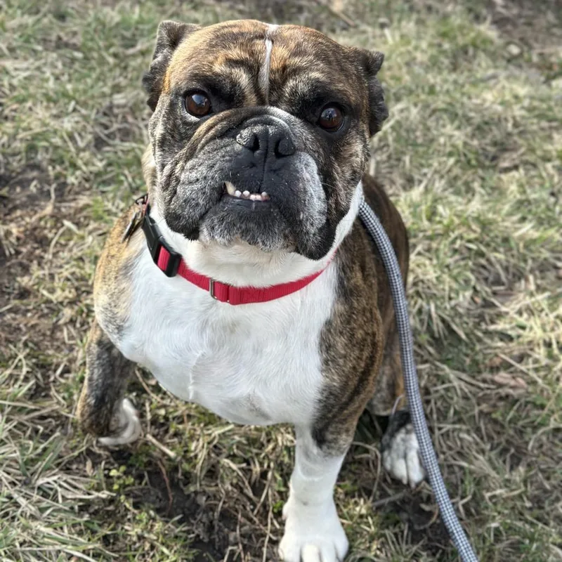 Beefcake thumbnail 2