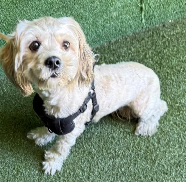 An adult small-sized female Maltese dog named Kali for adoption in Lancaster, CA