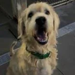 A senior large-sized male Labrador Retriever dog named Camel for adoption in Moline, IL