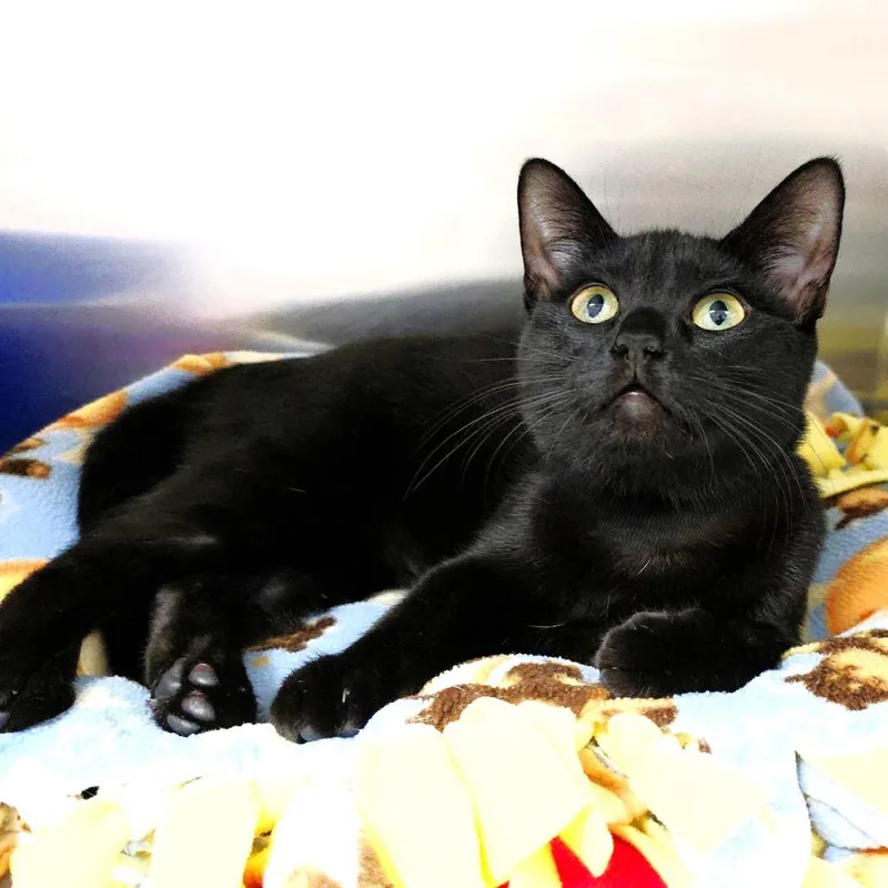 Phoebe thumbnail 4