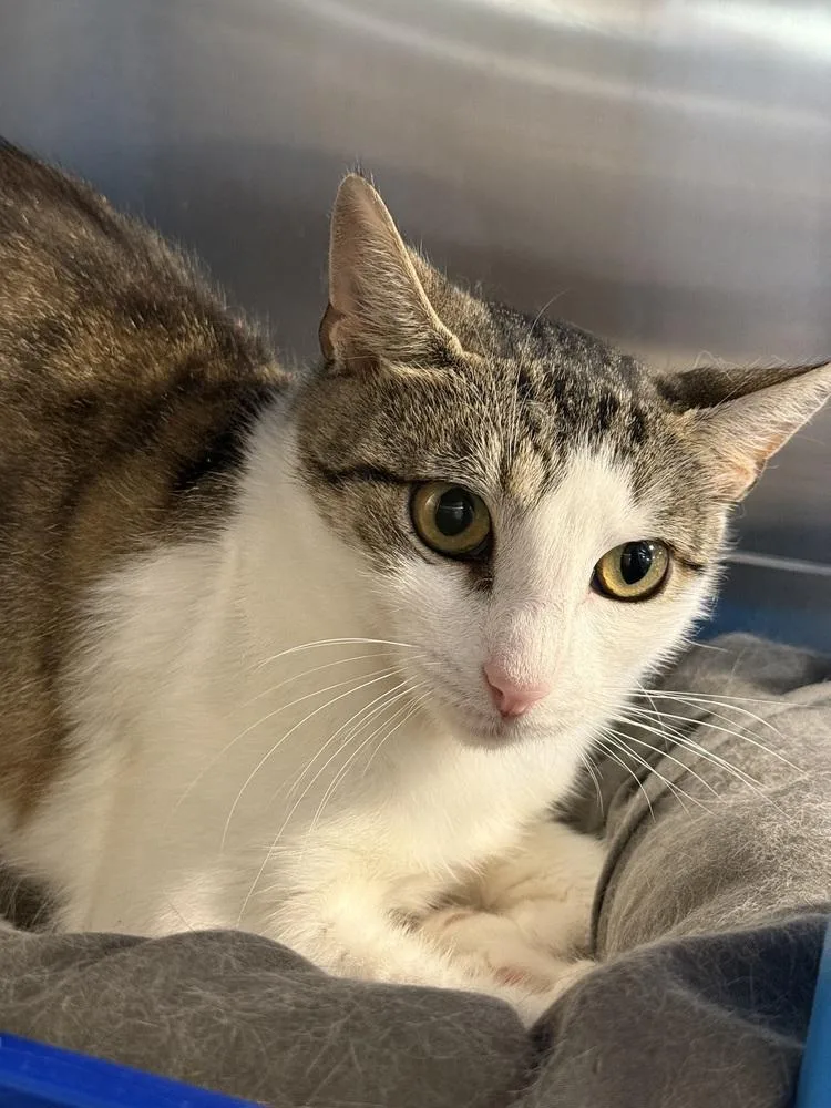 An adult medium-sized female Gray & White Domestic Short Hair cat named Milena for adoption in Bolton, CT