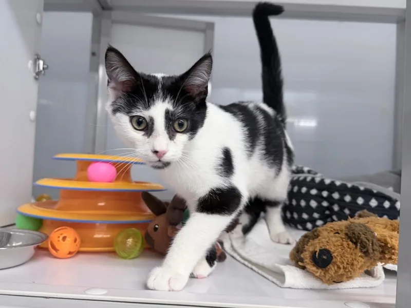 A baby medium-sized male Domestic Short Hair cat named Clay for adoption in Raleigh, NC
