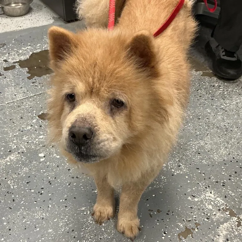An adult medium-sized female White / Cream Chow Chow dog named Gertrude for adoption in St Joseph, MO