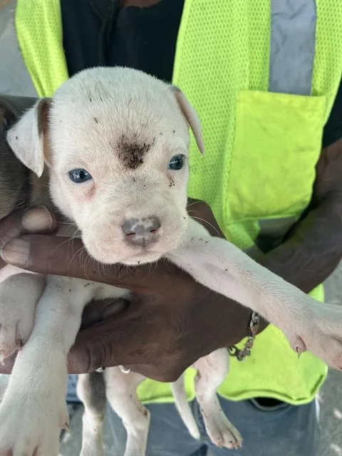 A baby medium-sized female Mixed Breed dog named Carmen for adoption in Dallas, TX