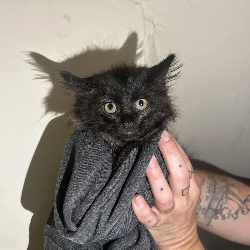 A baby small-sized male Black Domestic Long Hair cat named Salem for adoption in Yucca Valley, CA