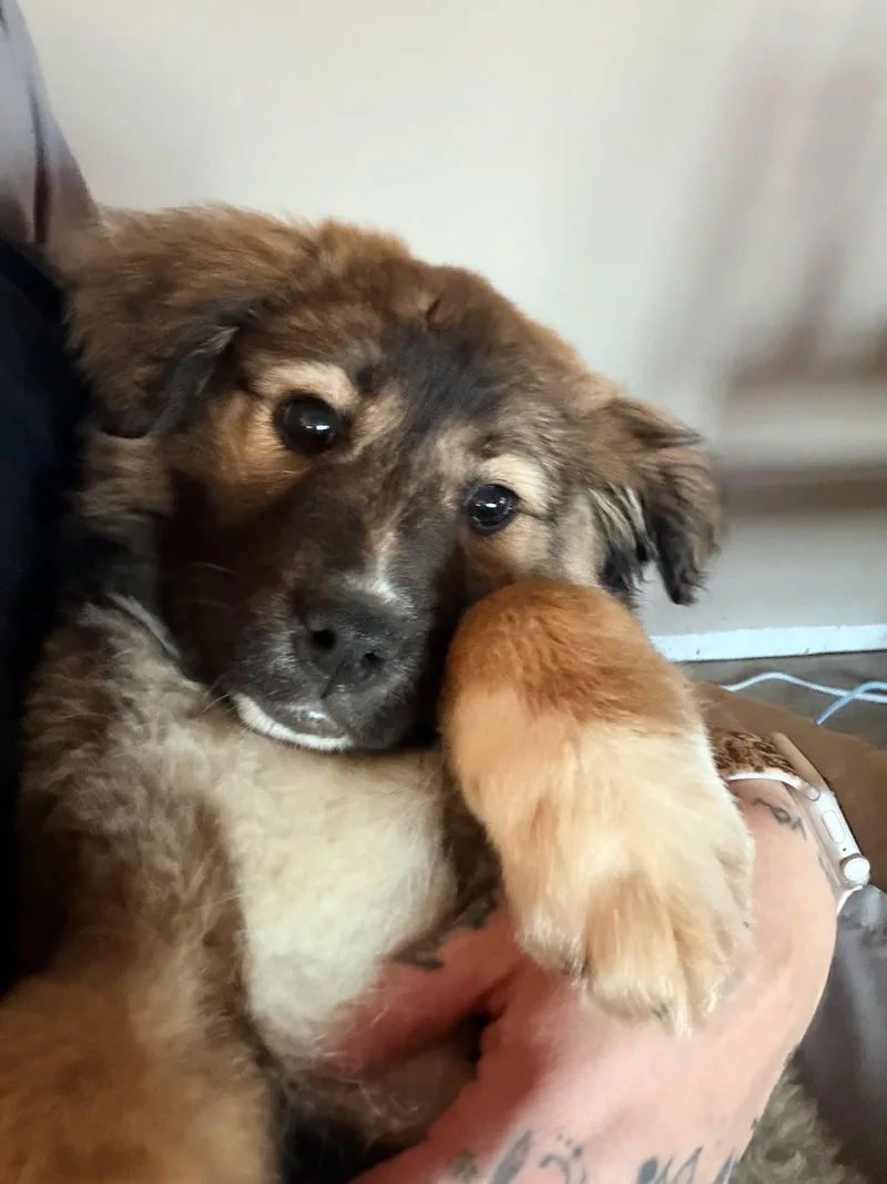 A baby medium-sized female Shepherd dog named Patti for adoption in Polson, MT