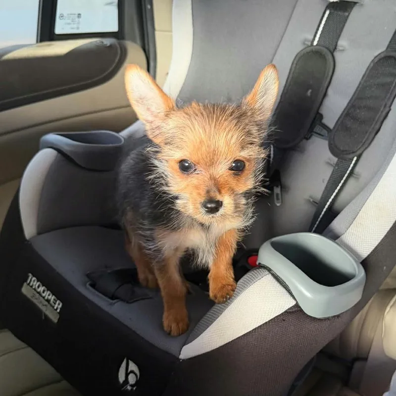 A baby small-sized male Chihuahua dog named Bonkers for adoption in Erie, PA