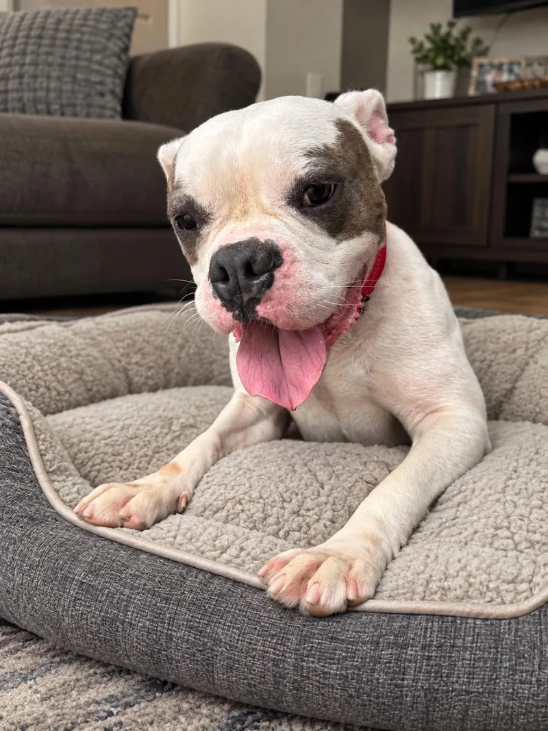 A young medium-sized male White / Cream Pit Bull Terrier dog named Ronan for adoption in las vegas, NV