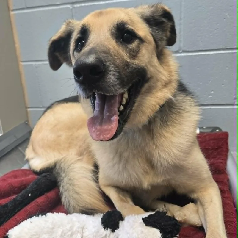 A young large-sized female Black German Shepherd Dog dog named Bandit for adoption in Watertown, WI