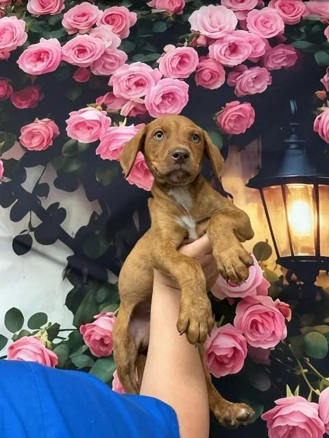 A baby small-sized male Pit Bull Terrier dog named Toffee for adoption in San Bernardino, CA