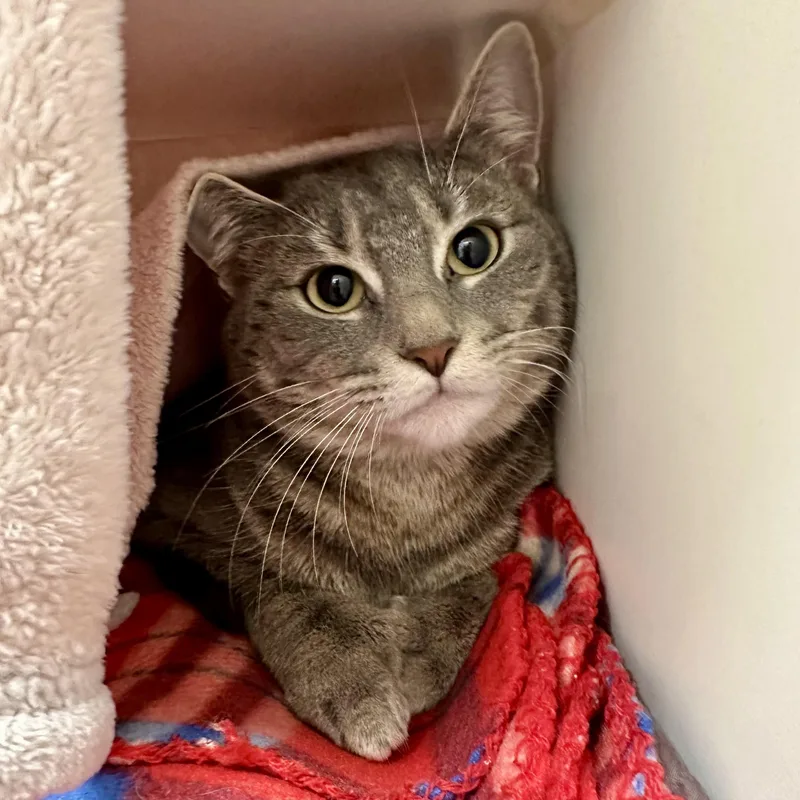 An adult medium-sized female Domestic Short Hair cat named Mello for adoption in Reisterstown, MD