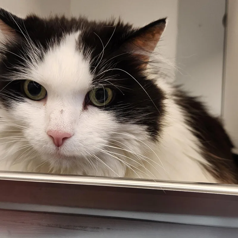A senior medium-sized female Black & White / Tuxedo Domestic Long Hair cat named Coco for adoption in Manassas, VA