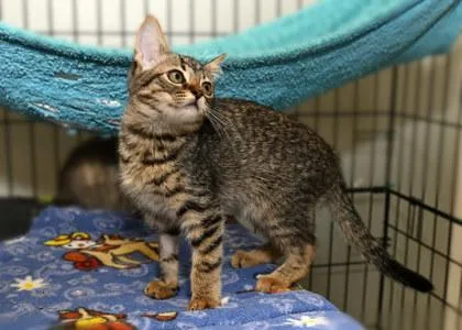 A young small-sized female Domestic Short Hair cat named Tooda for adoption in Baton Rouge, LA