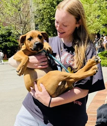 A baby medium-sized male Hound dog named Parker $ for adoption in Seneca, SC