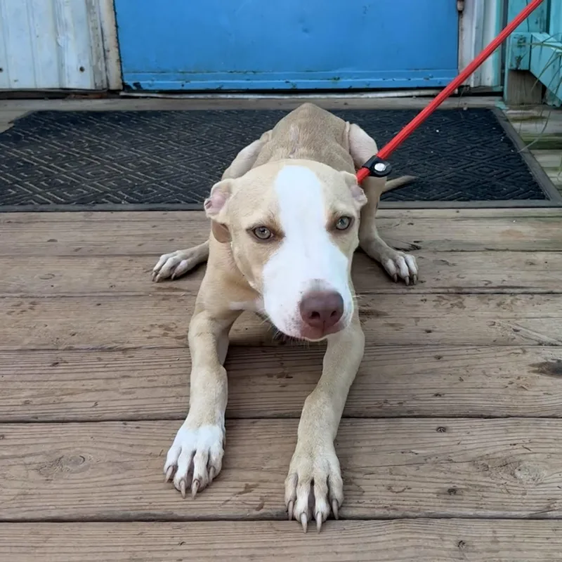 A young medium-sized female Mixed Breed dog named Begonia for adoption in Columbia, SC