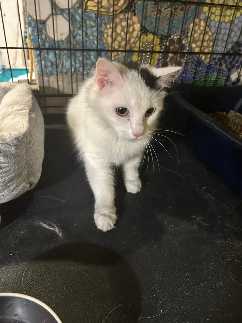 A young medium-sized female Domestic Long Hair cat named Lola for adoption in Havertown, PA