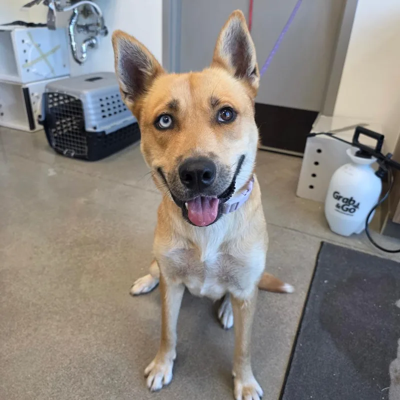 An adult medium-sized female Yellow / Tan / Blond / Fawn Mixed Breed dog named Iris for adoption in Sand Springs, OK