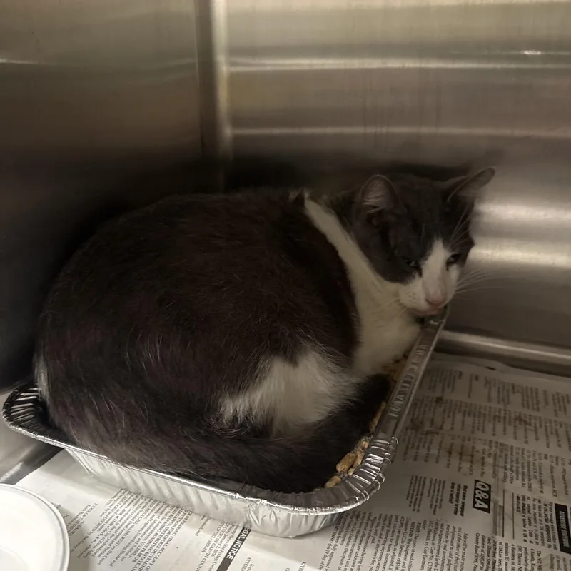 A senior large-sized male Gray / Blue / Silver Domestic Short Hair cat named Deep for adoption in Pauls Valley, OK