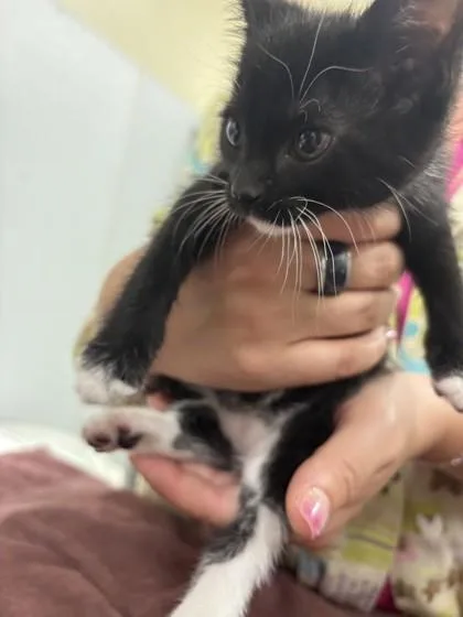 A baby small-sized female Domestic Short Hair cat named Supreme for adoption in Scotia, NY