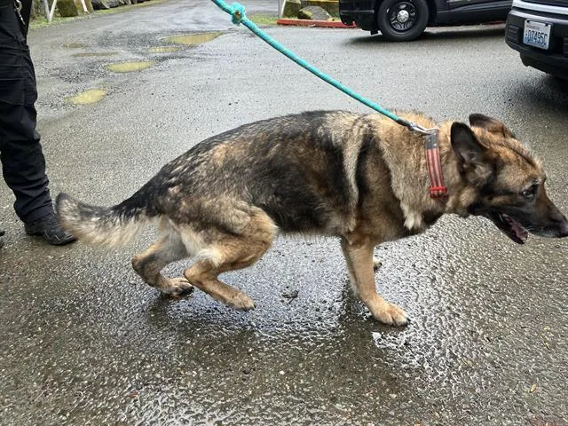 An adult extra large-sized female German Shepherd Dog dog named Radish for adoption in Kent, WA